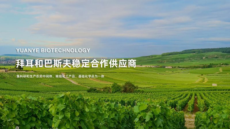 CDMO龙头企业定制流程：揭秘生物制药的“幕后英雄